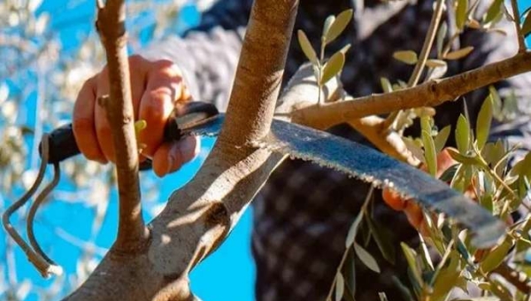 Κλάδεμα ελιάς: Ένας οδηγός για την αποφυγή λαθών